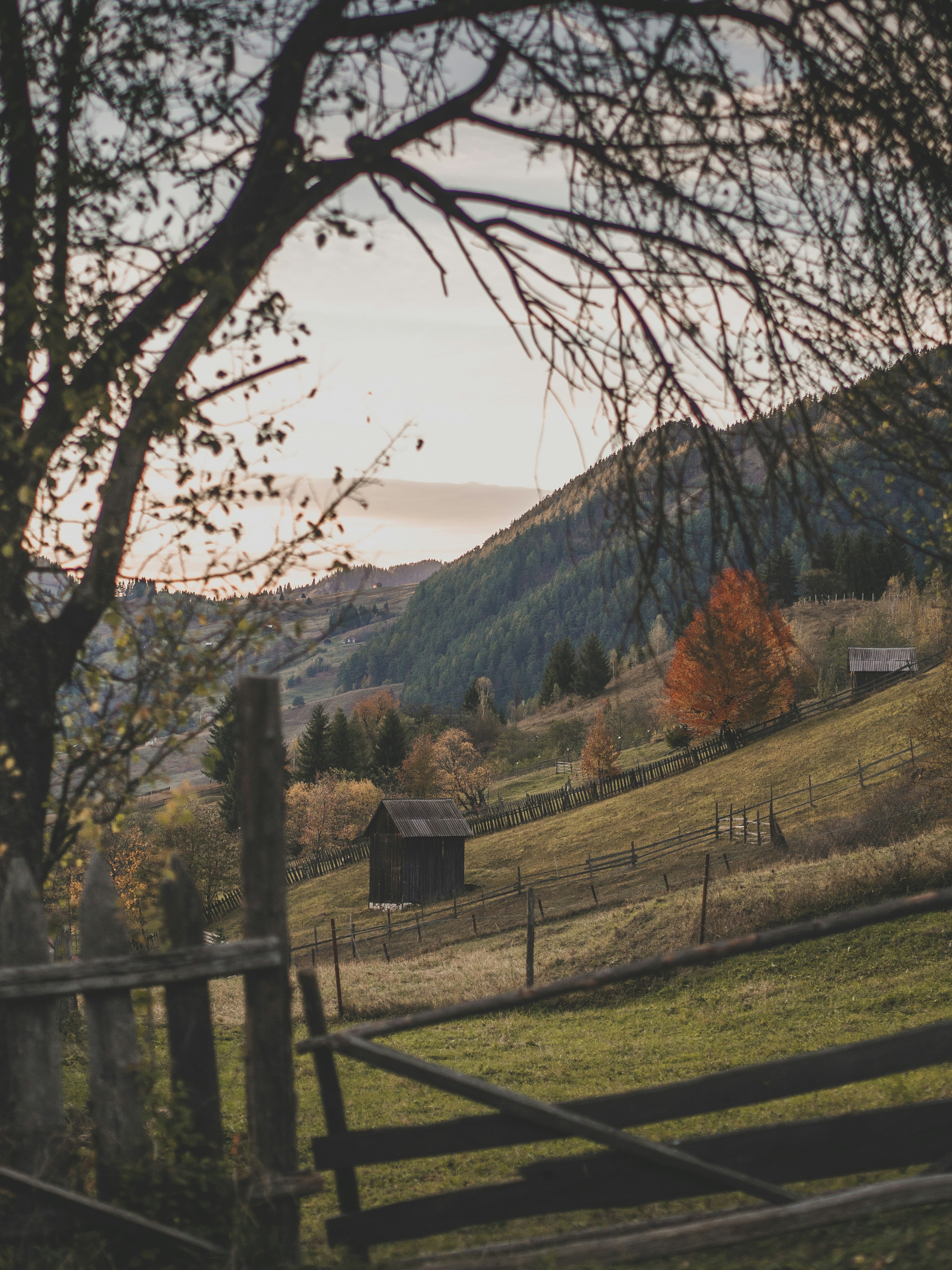 brown wooden fence near brown trees and brown mountain during daytime